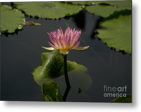 Purple Metal Print featuring the photograph Delicate Purple Lotus Waterlily by Jackie Irwin