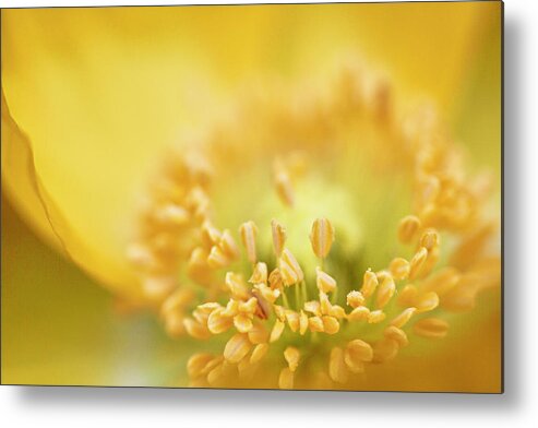 Flowers & Plants Metal Print featuring the photograph Delicate yellow poppy by Jeff Folger