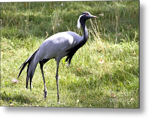 Bird Metal Print featuring the photograph Demoiselle Crane by Teresa Zieba