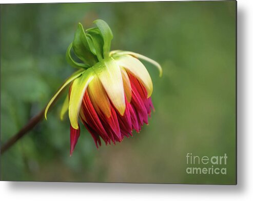 2016 Metal Print featuring the photograph Demure Dahlia Bud by Louise Lindsay