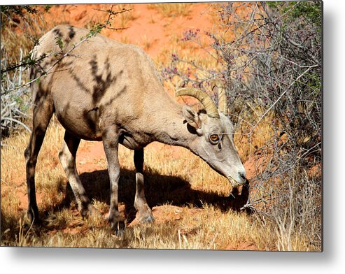 Valley Of Fire Metal Print featuring the photograph Desert BigHorn Sheep by Brook Burling