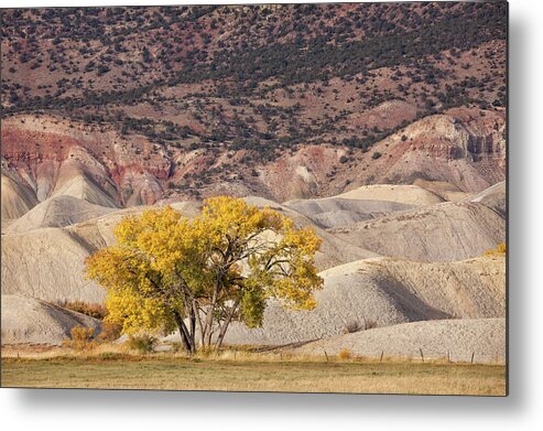 Cottonwood Metal Print featuring the photograph Desert Gold by Denise Bush