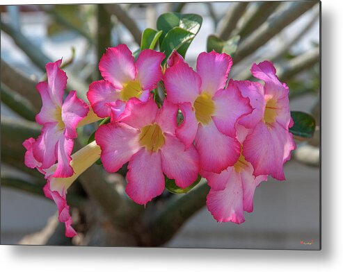 Scenic Metal Print featuring the photograph Desert Rose or Chuanchom DTHB2105 by Gerry Gantt