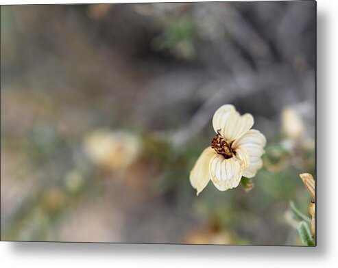 Flower Metal Print featuring the photograph Detail by Melisa Elliott