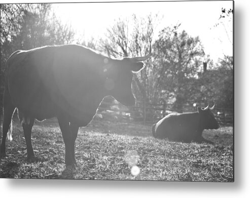 Williamsburg Metal Print featuring the photograph Devon Cows in the Pasture by Rachel Morrison