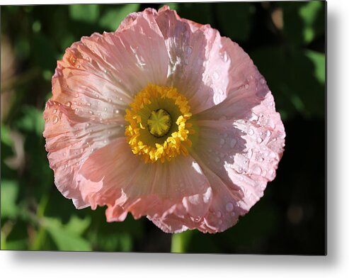 Poppy Metal Print featuring the photograph Dew Drop Poppy by Tammy Pool