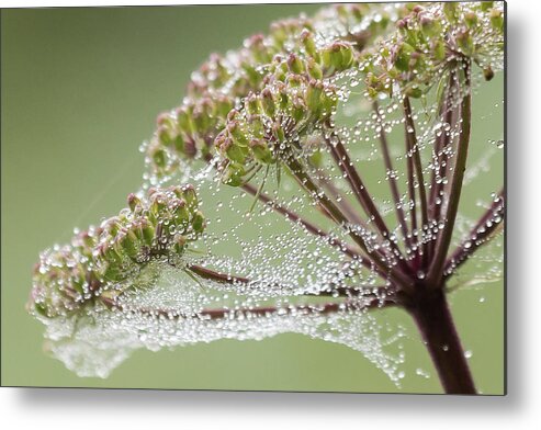 Nature Metal Print featuring the photograph Dewey Jewels by Wendy Cooper