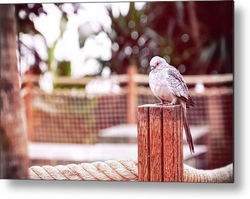 Pigeon Metal Print featuring the photograph Diamond in the garden by Jaroslav Buna