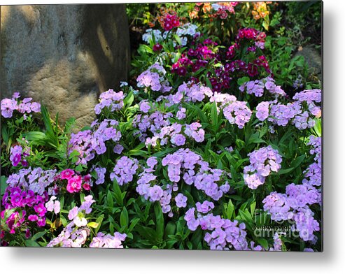 Dianthus Metal Print featuring the painting Dianthus Flower Bed by Corey Ford