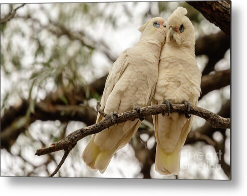 Bird Metal Print featuring the photograph Did You Hear The One About ... by Werner Padarin