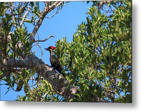 Florida Metal Print featuring the photograph Ding Darling - Pileated WoodPecker Resting by Ronald Reid