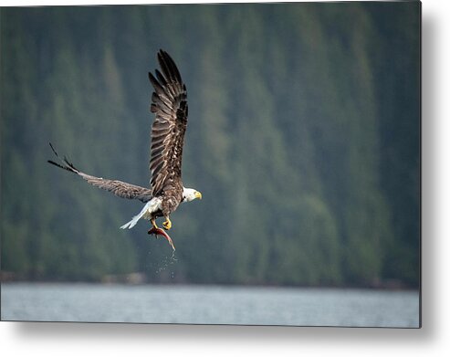 Bald Eagle Metal Print featuring the photograph Dinner is on its way by Jeanette Mahoney