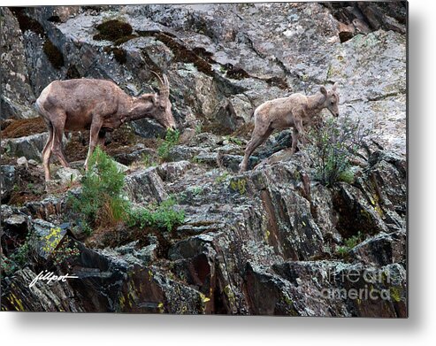 Rocky Mountain Big Horn Sheep Grazing On The Canyon Wall In The Big Thompson Canyon. Metal Print featuring the photograph Dinning at 5280 by Bon and Jim Fillpot