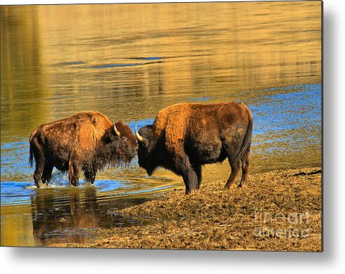 Bison Metal Print featuring the photograph Discussing The Crossing by Adam Jewell