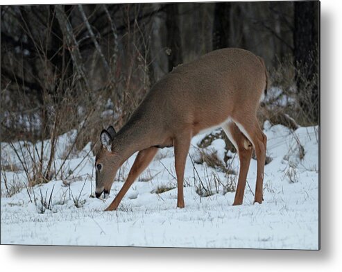 Whitetail Metal Print featuring the photograph Doe In Snow by Brook Burling