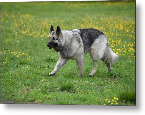 Dog Canvas Prints Metal Print featuring the photograph Dog 346 by Joyce StJames