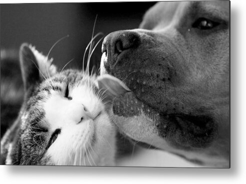 Dog Metal Print featuring the photograph Dog And Cat by Sumit Mehndiratta