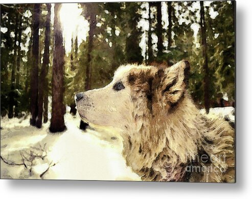 Dog Metal Print featuring the photograph Dog In Winter Woods by Phil Perkins