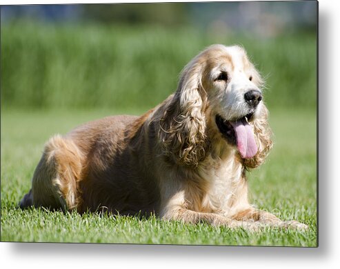 Dog Metal Print featuring the photograph Dog lying down on the green grass by Mats Silvan