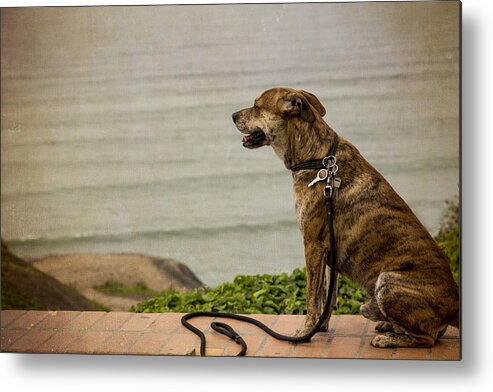 Lima Metal Print featuring the photograph Dog on the Beach by Kathryn McBride