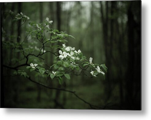 Dogwood Metal Print featuring the photograph Dogwood Branch by Shane Holsclaw