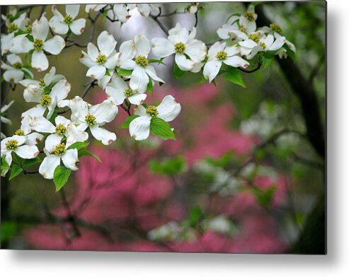 Dogwood Metal Print featuring the photograph Dogwood Days by Living Color Photography Lorraine Lynch