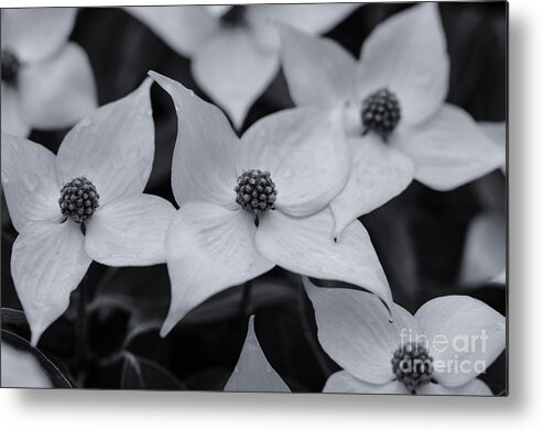 Dogwood In Monochrome Metal Print featuring the photograph Dogwood in Monochrome by Rachel Cohen