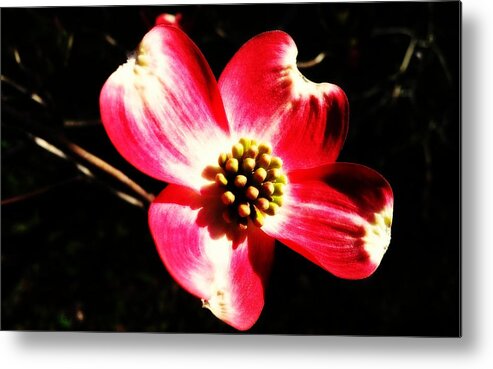 Dogwood Metal Print featuring the photograph Dogwood on Black by Kathy Barney