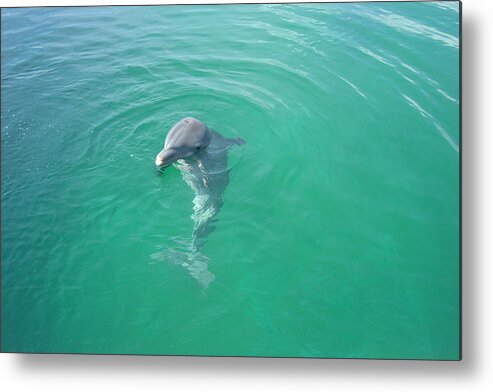 Dolphin Metal Print featuring the photograph Dolphin Upclose by Patty Vicknair