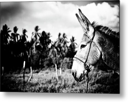 Surfing Metal Print featuring the photograph Donkey by Nik West