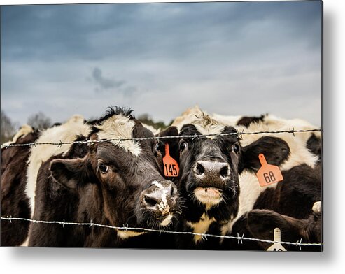Farm Life Metal Print featuring the photograph Don't Fence Me In by Cynthia Wolfe