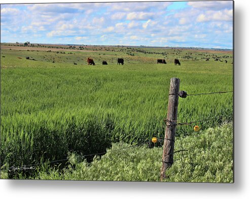 Nebraska Metal Print featuring the photograph Don't Fence Me In by Sylvia Thornton