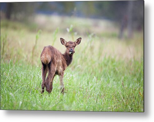 Elk Metal Print featuring the photograph Don't Talk With Your Mouth Full. by Eilish Palmer
