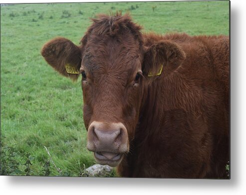 Ireland Metal Print featuring the photograph Doolin Cow by Curtis Krusie