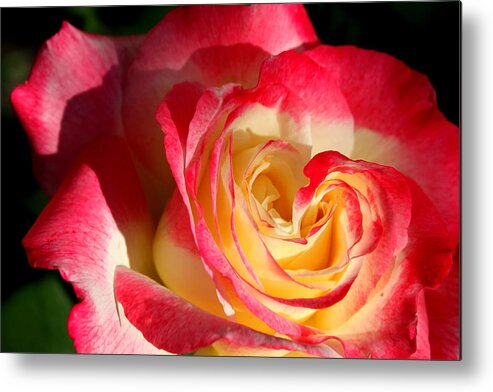 Roses Metal Print featuring the photograph Double Delight II by M Diane Bonaparte