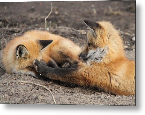 Red Fox Metal Print featuring the photograph Double Faux Pas by Doris Potter