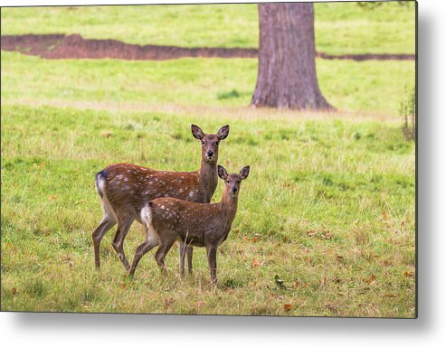 Deer Metal Print featuring the photograph Double Take by Scott Carruthers