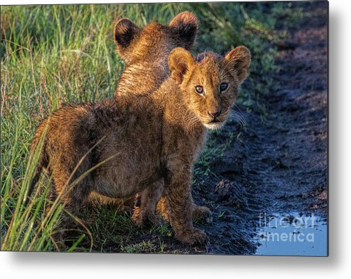 Lion Cubs Metal Print featuring the photograph Double Trouble by Karen Lewis