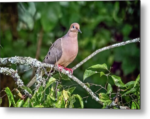 Wildlife Metal Print featuring the photograph Dove On A Branch by John Benedict