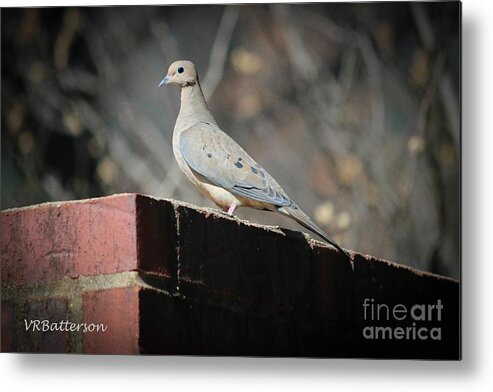 Dove Metal Print featuring the photograph Dove by Veronica Batterson
