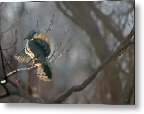 Nature Metal Print featuring the photograph Downey Woodpecker by Steve Karol