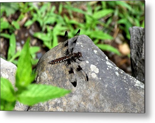 Dragon Fly Metal Print featuring the photograph Dragon Fly by Amanda Bender