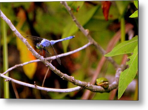 Dragonfly Metal Print featuring the photograph Dragonfly and Tree Frog by Terri Mills