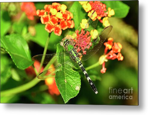 Dragonfly Metal Print featuring the photograph Dragonfly by Kathy Baccari