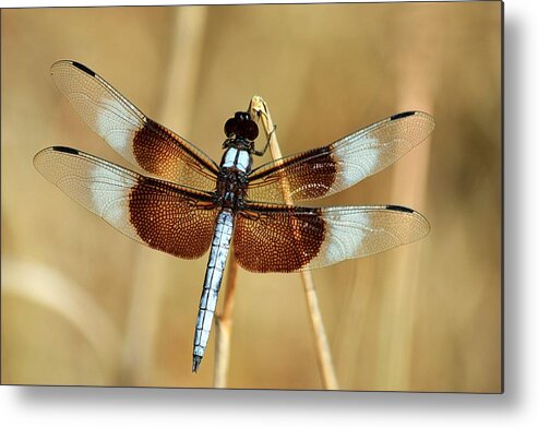 Nature Metal Print featuring the photograph Dragonfly on Reed by Sheila Brown