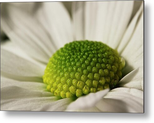 Daisy Metal Print featuring the photograph Dramatic Daisy by Morgan Wright