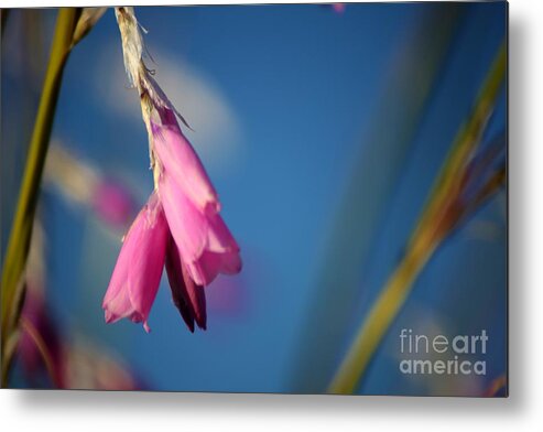Floral Metal Print featuring the photograph Draped by Sheila Ping