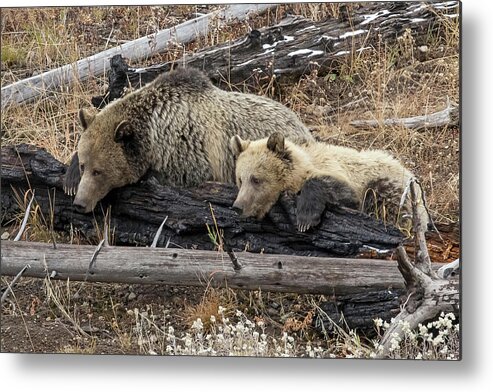 Grizzly Bears Metal Print featuring the photograph Dream a Little Dream by Sandy Sisti