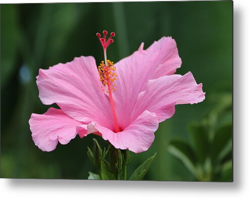 Hibiscus Metal Print featuring the photograph Dreaming of the Tropics by DiDesigns Graphics