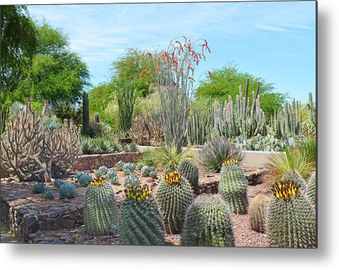 Desert Metal Print featuring the photograph Dreamy Desert Cactus by Aimee L Maher ALM GALLERY